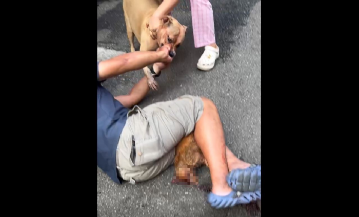 新北市三重區比特犬咬死流浪貓事件引發關注:呼籲飼主正確管理攻擊性犬隻 新北市三重區比特犬咬死流浪貓事件引發關注:呼籲飼主正確管理攻擊性犬隻