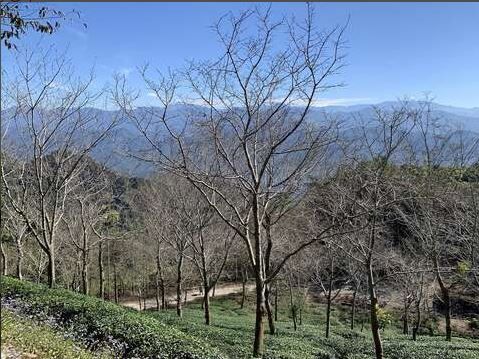 暖湯療癒迎寒冬　龜丹溫泉結合山城生態　打造台南冬季慢活首選