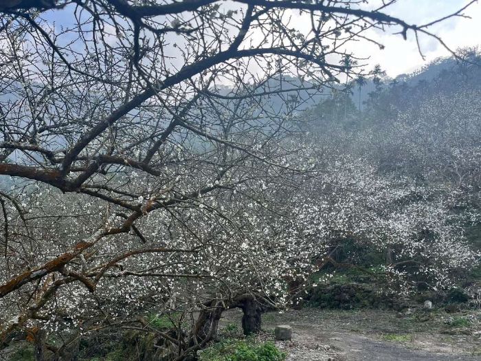 梅得in Tainan!楠西梅嶺梅花大爆發 梅得in Tainan!楠西梅嶺梅花大爆發