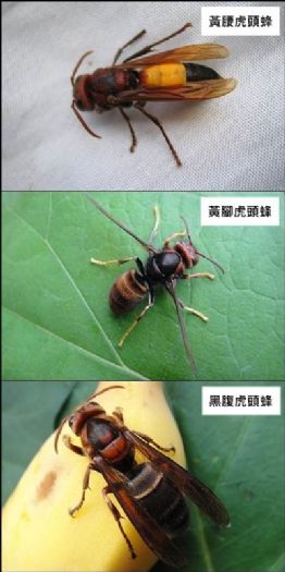 夏秋戶外活動注意虎頭蜂安全守則，臺北市動保處溫馨提醒，市民快樂出遊更安心