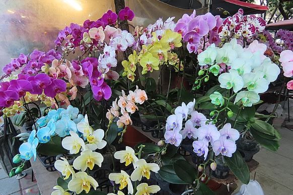 萬物齊漲，高雄勞工花市銅板價不漲，滿園春意可期