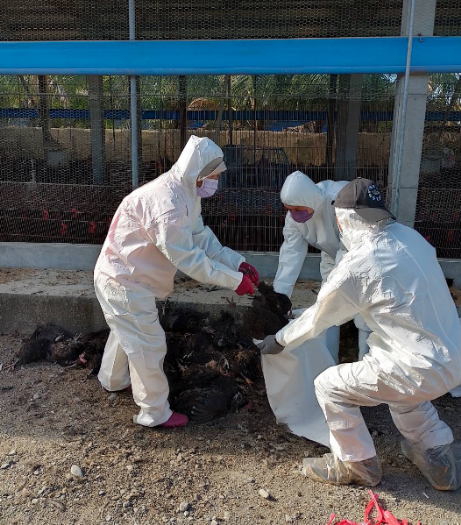 鹽埔鄉土雞場確診H5N1禽流感，養禽業者積極通報情況