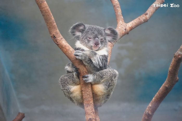與動物媽媽一起度過難忘的母親節！—台北市立動物園特別活動