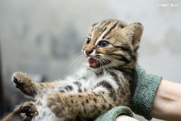 臺北市立動物園喜迎石虎寶寶命名，「捲心蛋」與「捲心糕」帶來新希望！