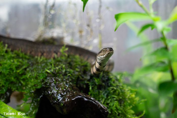 端午節動物園蛇年限定！赤腹游蛇故事陪你包粽、賞蛇、體驗DIY