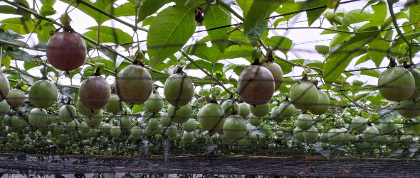 屏東百香果品質無虞，縣府呼籲消費者信賴屏東三章一Q標章