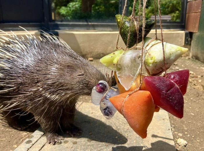 端午粽香飄壽山動物園 動物萌樣搶食冰粽展現覓食本能