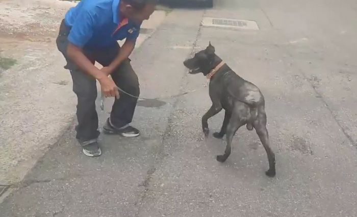 動保處嚴正處理虐待動物事件，呼籲飼主尊重動物權益