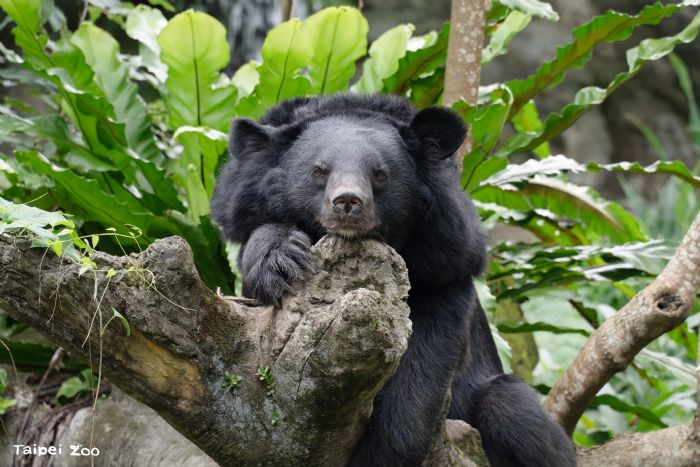 2025臺北動物園暑假營隊歡樂啟動！熱情邀請國小至高中生一起探索動物世界