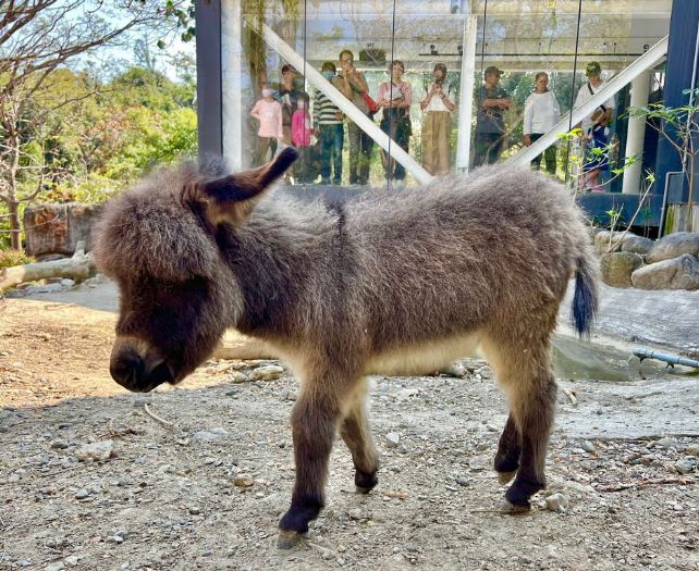 壽山動物園推「線上動物認養」 捐款助動物還送限量小鴨帆布包！
