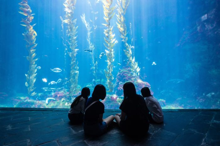 屏東海生館世界海洋日「魚樂無窮」熱鬧登場！首度開放ROV水下操作體驗，夜宿優惠邀您共赴奇幻藍海之旅