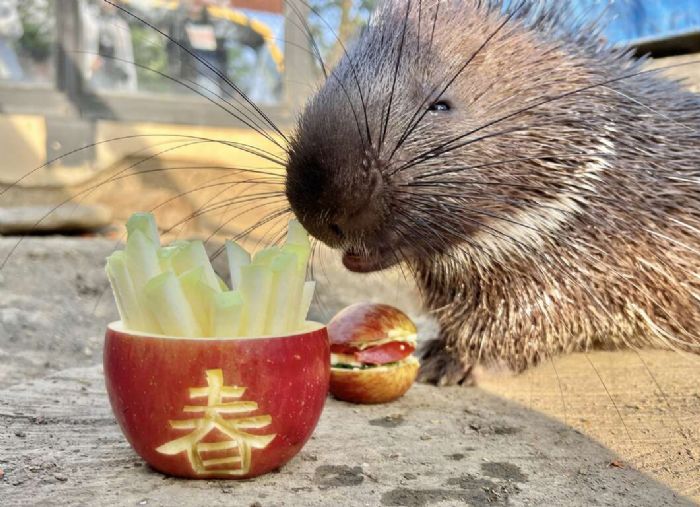 萬獸創意圍爐迎新春 壽山動物園加碼贈好禮