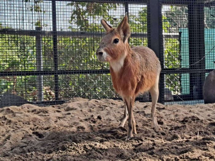 歲末迎新成員！壽山動物園再添萌友　鵜鶘、侏儒羊等十多種動物報到