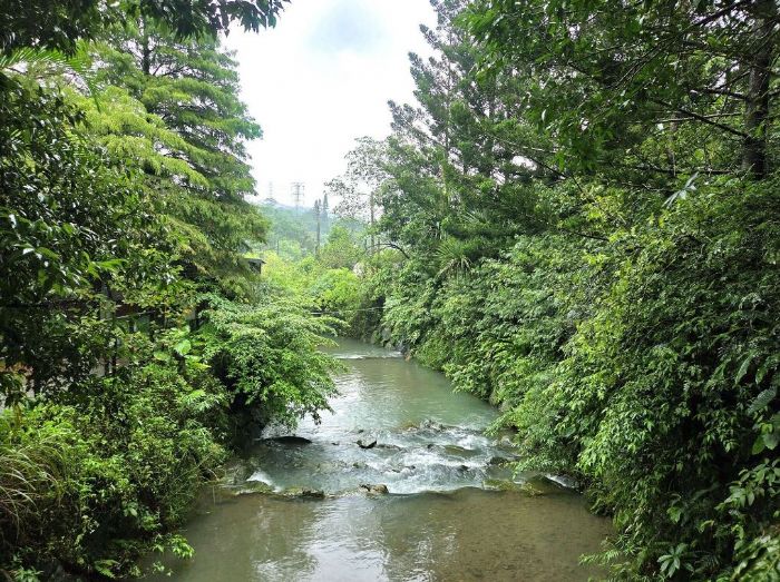 落羽松轉色迎歲末　南港麗山農民廣場成台北最早感受冬意秘境