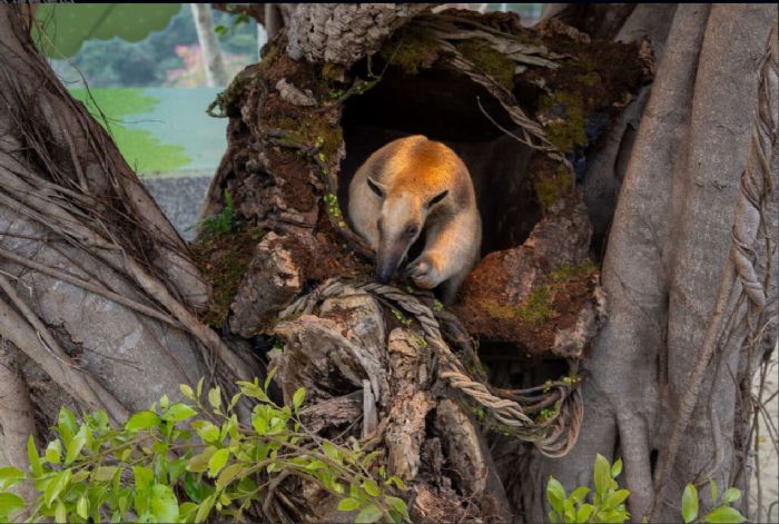 「野森動物學校」試營運熱潮延燒　2月門票23日開賣、雙園活動同步登場