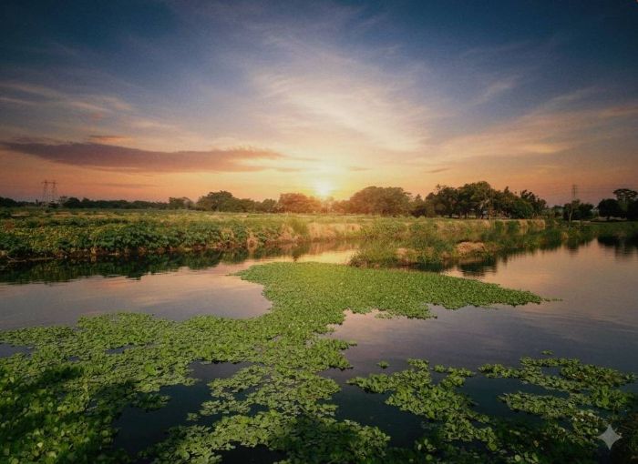 屏東植樹月推草鴞保育行動　萬年濕地種1,000株白茅草打造韌性森活