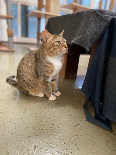 桃園市動物保護教育園區升級認養動物健康照護福利