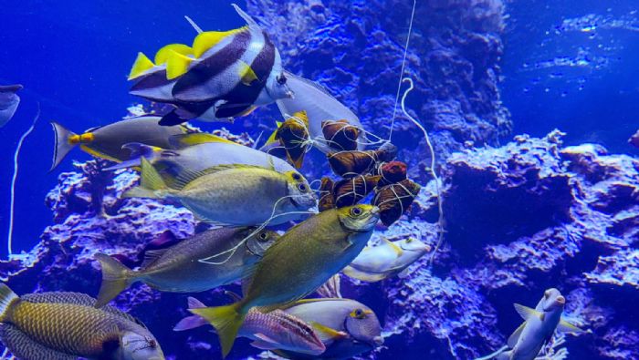 端午連假玩出新花樣！屏東海生館「海洋粽」上桌，鸚鵡明星陪你趣味過佳節