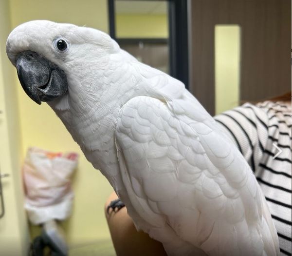 531世界鸚鵡日溫馨響應！新北市推動非犬貓寵物登記，守護每一份飛羽幸福
