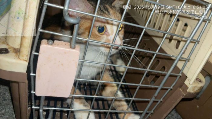 永和仁愛公園遭棄養23隻犬貓，新北動保處重罰55萬元並列黑名單
