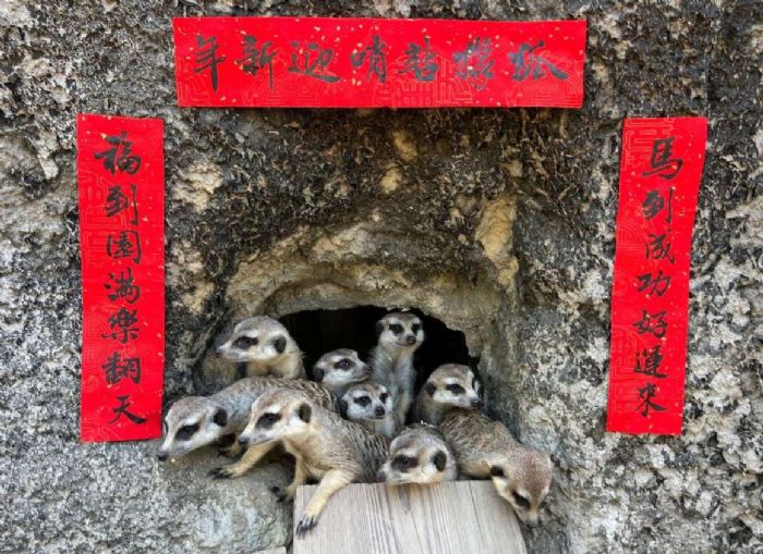 壽山動物園馬年「金馬五吉」年菜登場｜動物圍爐過新年，環保創意玩具打造節慶氛圍