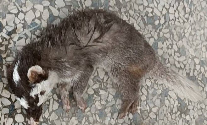 讓我們一起守護健康！屏東縣加開狂犬病疫苗施打場次