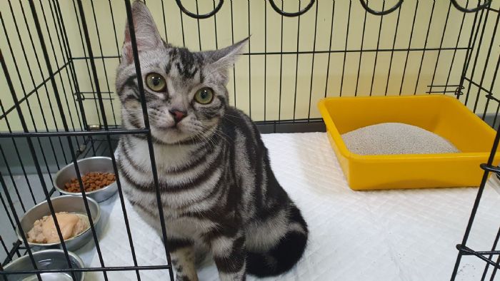 新北市嚴正打擊動物虐待案件，動保處與警方攜手追查虐貓影片，堅守動物權益零容忍