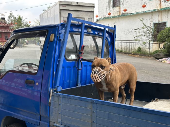 如何正確照顧危險性犬隻，確保安全與他人尊重