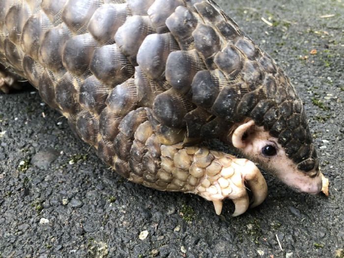 國際生物多樣性日一同守護生態！新北市動保處呼籲：與野生動物友善共處，讓城市更美麗