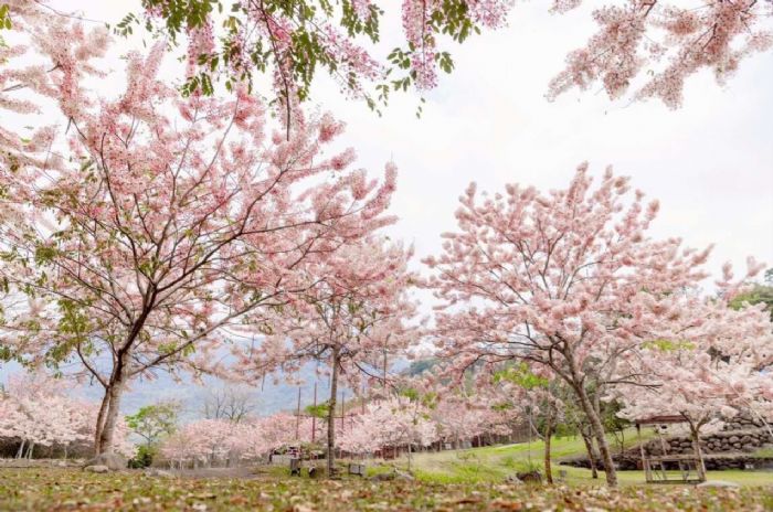 高雄六龜花旗木盛開！「六龜湯旅春遊季」登場　賞花×泡湯×秘境一次玩