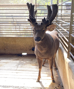 春夏鹿茸盛產季登場！苗栗縣積極推動鹿隻健康檢驗 守護食品安全與產業永續