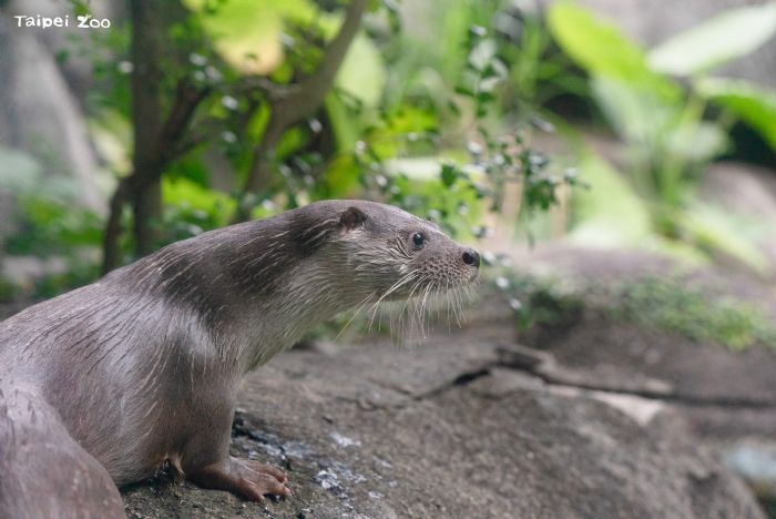 水獺相伴、守護多樣生態！金門與臺北攜手歡慶522國際生物多樣性日與528世界水獺日