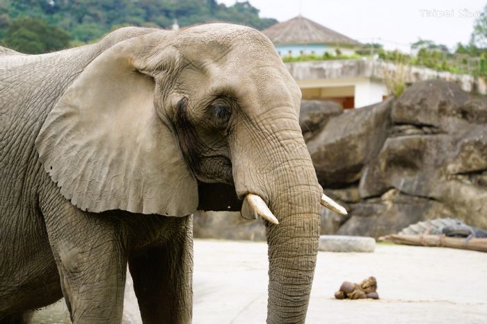臺北市立動物園非洲象「美代」辭世，感謝陪伴42載，永存我們心中珍貴回憶