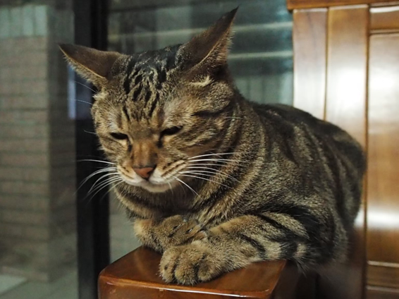 台北市照顧高齡毛小孩的動物安養機構