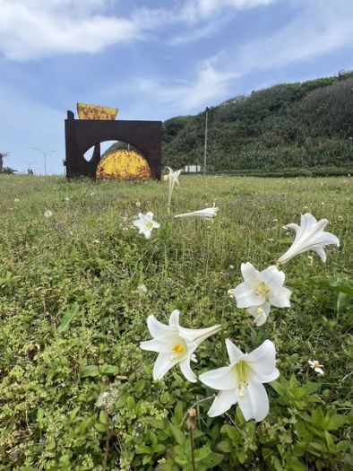 北海岸百合花海，與春天同行