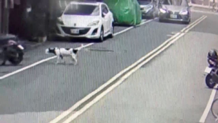 三重區不幸事件：飼主未妥善照顧犬隻致其誤傷死亡，動保處依法處罰