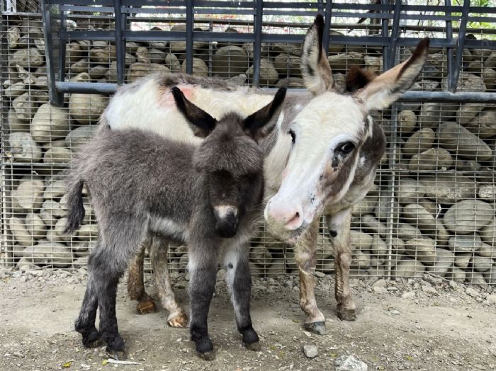壽山動物園迎來新生命！水豚寶寶與迷你驢加入動物大家庭