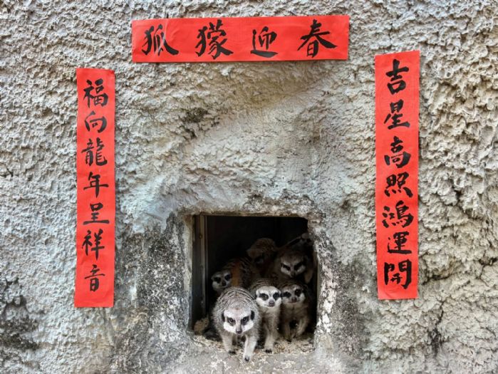 高雄好去處-壽山動物園春節慶典：動物的年節盛宴與歡樂故事