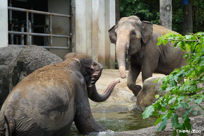 與動物共度清涼盛夏，臺北市立動物園推出親水消暑新體驗