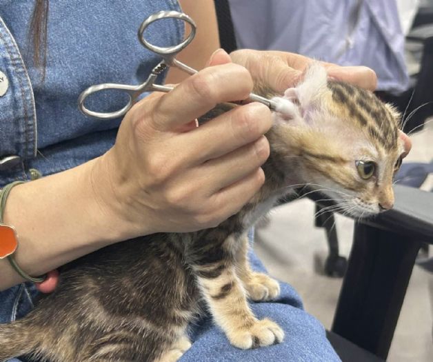 安心美麗，快樂健康 — 新北市推動寵物美容契約守護毛寶貝幸福