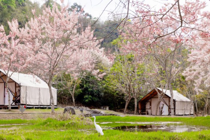 東高雄山城之旅:花旗木綻放季節 東高雄山城之旅:花旗木綻放季節