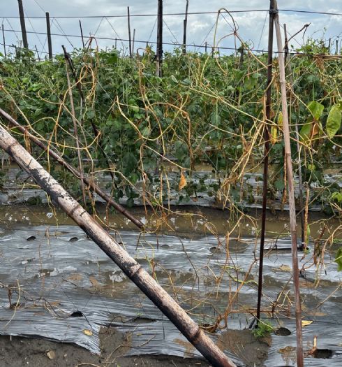 屏東農損逾2億，縣府加速救助流程，助農民安心復耕