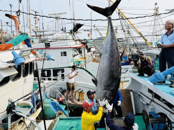 2026屏東東港第一鮪報到，資深船長洪福家奪頭采
