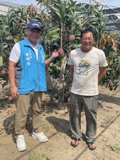 愛文芒果慶豐收，職人堅持永續經營
