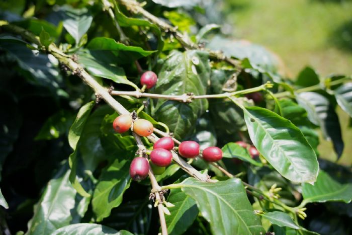 從大武山到落山風，屏東原鄉咖啡結合風土展風味