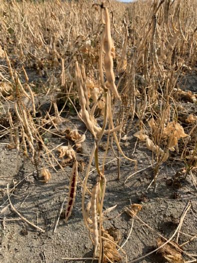 紅豆價格下滑，屏東縣政府積極協調中央保障農民收益