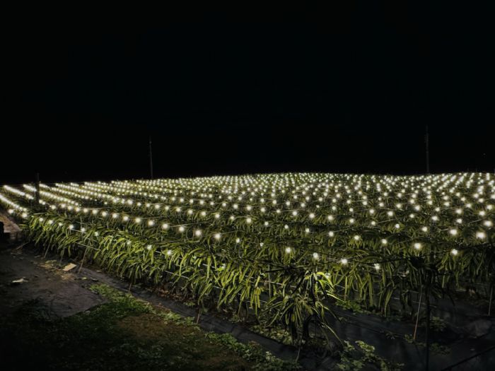 從果園到星空！屏東暗空友善燈具改善「暗天不暗地」打造夜間環境新樣貌
