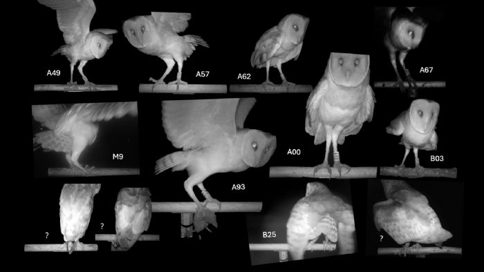 屏東推「生態薪水」守護草鴞，打造人與自然共存農地