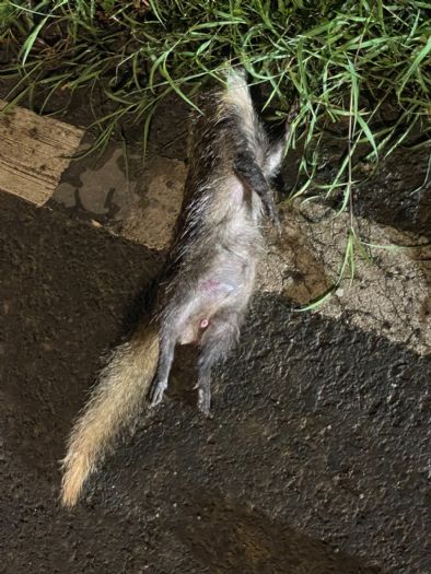 鼬獾狂犬病再現恆春半島，今年屏東累計第五例