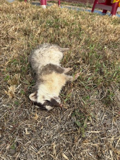 春日再現狂犬病鼬獾，屏東今年首例